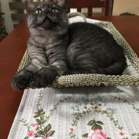 British Shorthair, Kedi  Alaca fotoğrafı