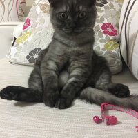 British Shorthair, Kedi  Alaca fotoğrafı