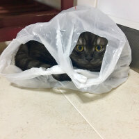 British Shorthair, Kedi  Alaca fotoğrafı