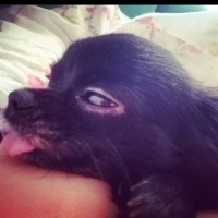Chihuahua, Köpek  Siyah İnci fotoğrafı