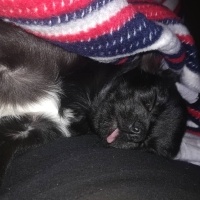 Chihuahua, Köpek  Siyah İnci fotoğrafı