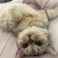 British Shorthair, Kedi  Paşa fotoğrafı