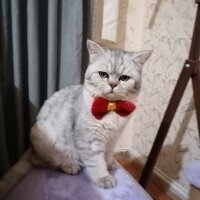 British Shorthair, Kedi  Paşa fotoğrafı