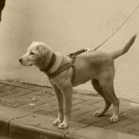 Golden Retriever, Köpek  lucky fotoğrafı