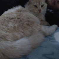 Chinchilla, Kedi  Riese fotoğrafı