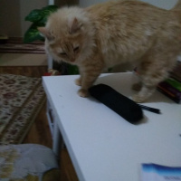 Chinchilla, Kedi  Riese fotoğrafı