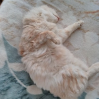 Chinchilla, Kedi  Riese fotoğrafı