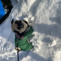 Pug, Köpek  Ponçik fotoğrafı