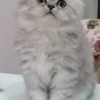 Scottish Fold, Kedi  Bulut fotoğrafı