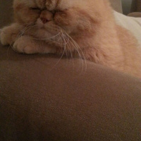 Exotic Shorthair, Kedi  TARÇIN fotoğrafı