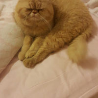Exotic Shorthair, Kedi  TARÇIN fotoğrafı