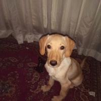 Golden Retriever, Köpek  Zeus fotoğrafı
