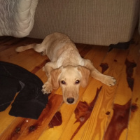 Golden Retriever, Köpek  Zeus fotoğrafı