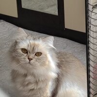 British Longhair, Kedi  Boyoz fotoğrafı