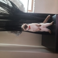 Scottish Fold, Kedi  Pamuk fotoğrafı