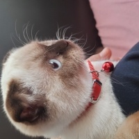 Scottish Fold, Kedi  Pamuk fotoğrafı