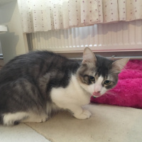Tekir Kedi, Kedi  Mia fotoğrafı