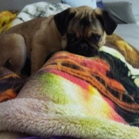 Pug, Köpek  Bobi fotoğrafı