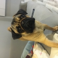 Pug, Köpek  Bobi fotoğrafı
