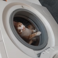 Norwegian Forest, Kedi  Pati fotoğrafı