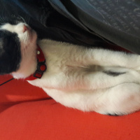 Tekir Kedi, Kedi  Chaplin fotoğrafı