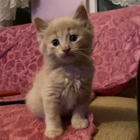 Sarman, Kedi  Boncuk fotoğrafı