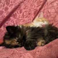 Sarman, Kedi  Boncuk fotoğrafı