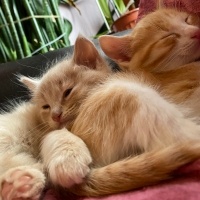 Sarman, Kedi  Boncuk fotoğrafı
