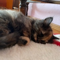 Sarman, Kedi  Boncuk fotoğrafı
