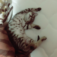 Tekir Kedi, Kedi  Hürrem Sultan  fotoğrafı