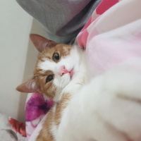 Sarman, Kedi  Behlül fotoğrafı