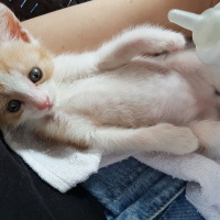 Sarman, Kedi  Behlül fotoğrafı