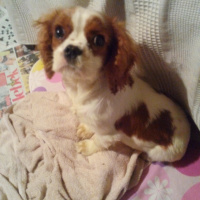 Cavalier King Charles Spanieli, Köpek  DOST fotoğrafı
