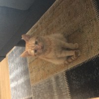 Tekir Kedi, Kedi  CAPPY  fotoğrafı