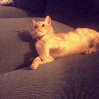 Tekir Kedi, Kedi  CAPPY  fotoğrafı