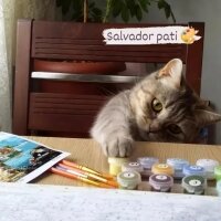 British Shorthair, Kedi  Maya fotoğrafı