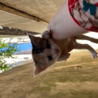 Tekir Kedi, Kedi  Aslan fotoğrafı