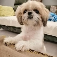 Shih Tzu, Köpek  Şila fotoğrafı