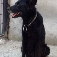 Alman Çoban Köpeği, Köpek  Arap fotoğrafı