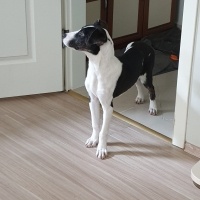 Amerikan Staffordshire Terrier, Köpek  Lux fotoğrafı