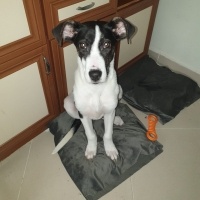 Amerikan Staffordshire Terrier, Köpek  Lux fotoğrafı