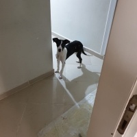 Amerikan Staffordshire Terrier, Köpek  Lux fotoğrafı