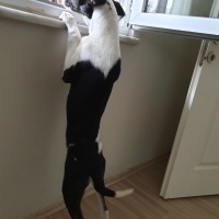 Amerikan Staffordshire Terrier, Köpek  Lux fotoğrafı