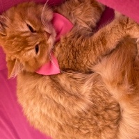 British Longhair, Kedi  fırfır fotoğrafı