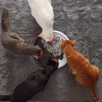 Sarman, Kedi  Leon fotoğrafı