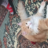 Van Kedisi, Kedi  Prens fotoğrafı