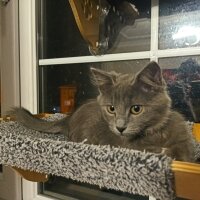 Nebelung, Kedi  Lina fotoğrafı