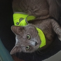 Mavi Rus, Kedi  Gölge fotoğrafı