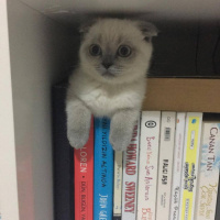 Scottish Fold, Kedi  Maya fotoğrafı