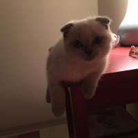 Scottish Fold, Kedi  Maya fotoğrafı